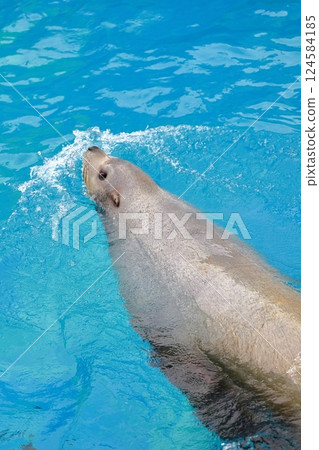 在新潟市水族箱 Marinepia 日本海中暢遊的海獅 在新潟市水族箱 Marinepia 日本海中暢遊的海獅 124584185