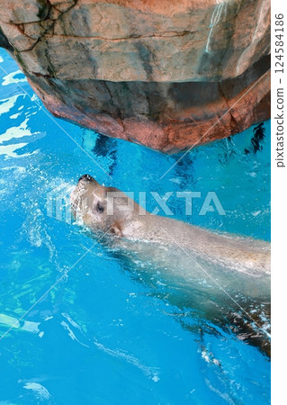 在新潟市水族箱 Marinepia 日本海中暢遊的海獅 在新潟市水族箱 Marinepia 日本海中暢遊的海獅 124584186