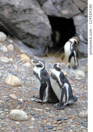新潟市立水族館 Marinepia Nihonkai 的企鵝 124584190