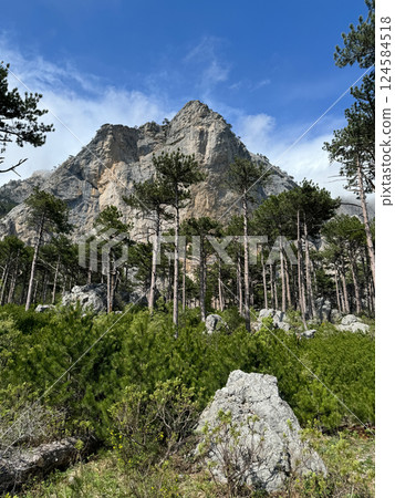 Beautiful landscape on rocks and coniferous pine forest 124584518