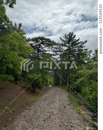 forest mountain road and coniferous green forest 124584520