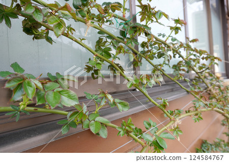 訓練的攀緣玫瑰（春季生長）02 124584767