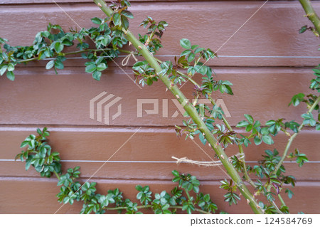 Trained climbing rose (spring growth) 04 124584769