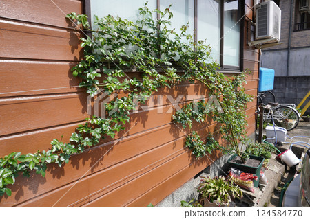 訓練的攀緣玫瑰（春季生長）05 124584770