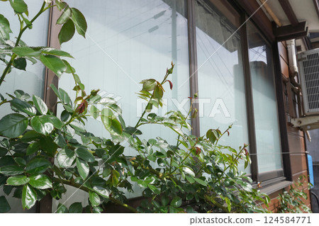 Trained climbing roses (spring growth) 06 Trained climbing roses (spring growth) 06 124584771