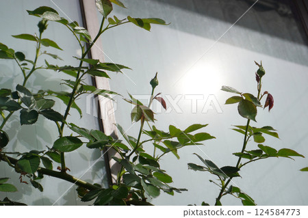 訓練攀緣玫瑰（春季生長）08 124584773