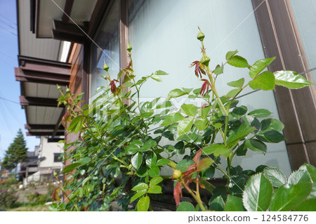 訓練的攀緣玫瑰（春季生長） 11 124584776