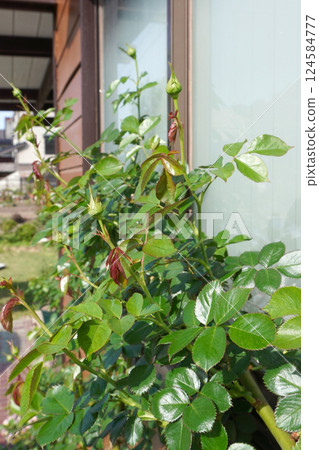 訓練的攀緣玫瑰（春生長） 12 124584777