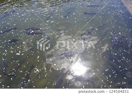 Cherry blossom petals floating in a koi pond 06 124584831