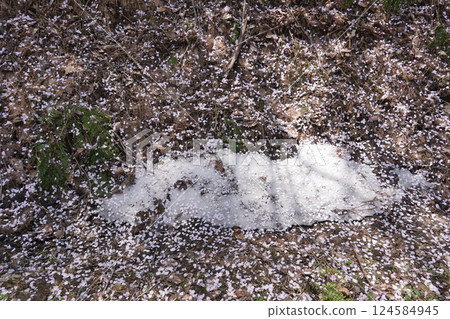 雪和櫻花花瓣 01 雪和櫻花花瓣 01 124584945