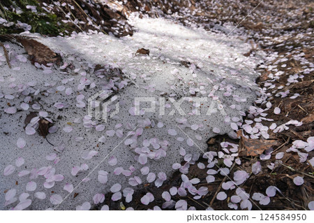 雪和櫻花花瓣 06 124584950