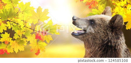 Horizontal autumn banner with cute bear. Brown bear (Ursus arctos) on sunny fall background with maple leaves. Copy space for your text 124585108