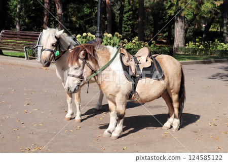 Two cute ponies with a bridle and saddle stands in a autumn park. Beautiful little horse pony in the town park 124585122
