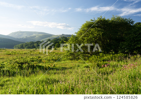 長野縣下諏訪町夏天的屋島原濕原 124585826