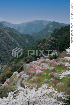 花桃和吉野櫻花 124585829