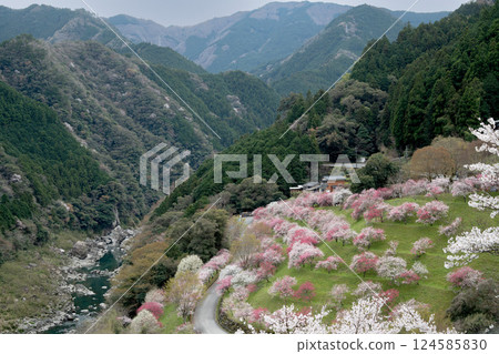 Hanamomo and Yoshino cherry tree 124585830