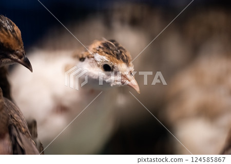 A group of Coturnix lived on a breeding farm, waited for the right time to sell. 124585867