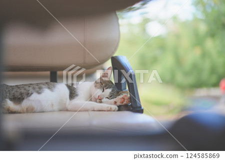 young female white brown cat dreaming by moving the eye inside sleeping on the golf car seat at the afternoon time. young female white brown cat dreaming by moving the eye inside sleeping on the golf car seat at the afternoon time. 124585869