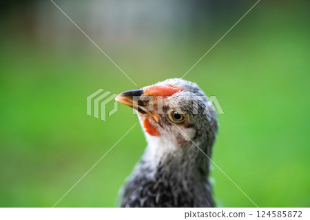 Feathers on chickens are gray and black. The red beak then stood on the grassy area. 124585872