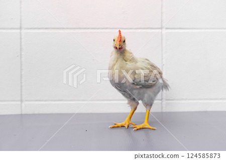 White Chick is standing on purple gray table in outdoor light. 124585873