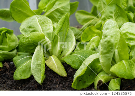 Veggies with green leaves and russet vegetables The leaves have wavy edges. with brief succulent stalks. 124585875