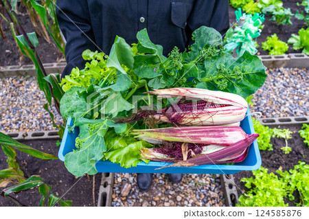 Worker was carrying a vegetable pot with green foliage while standing, dressed in a cap and mask. 124585876