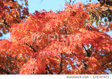 秋天的樹葉顏色鮮豔 124585972