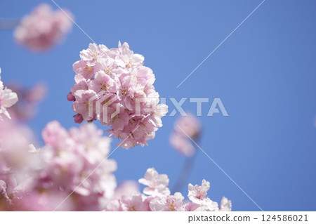 Kawazu cherry blossoms herald the arrival of spring under blue skies Kawazu cherry blossoms herald the arrival of spring under blue skies 124586021