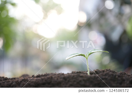 Macro closeup of small vegetable sprout with water drop 124586572