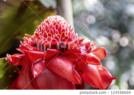 Torch ginger, also known as Kantan (Zingiberaceae) 124586684