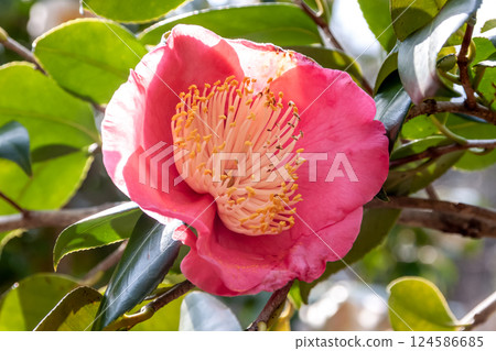 Camellia 'Daitatabulin' with beautiful yellow flower center, Theaceae 124586685