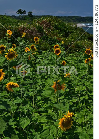 成石海灘的向日葵田 成石海灘的向日葵田 124586772