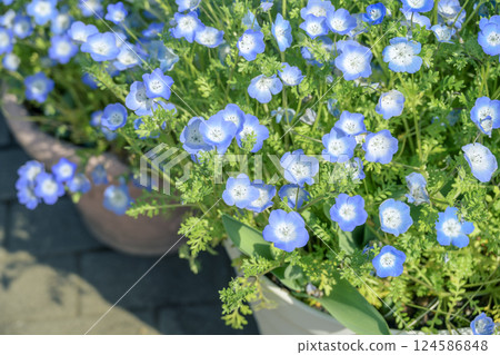 Nemophila Blue flowers Spring flowers In the city Downtown Stylish Nemophila Blue flowers Spring flowers In the city Downtown Stylish 124586848