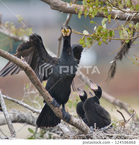 A moment in the life of a parent bird and its chicks A moment in the life of a parent bird and its chicks 124586868