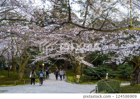 兼六園在櫻花季亮燈 124586909