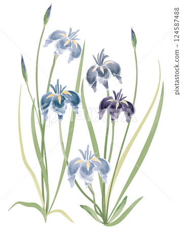 用水彩畫的鳶尾花 124587488