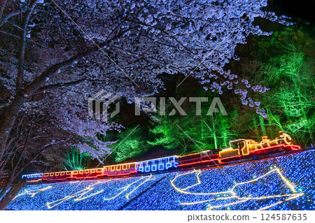 夜晚的櫻花和機車彩燈-伊豆、修善寺、虹之裡 夜晚的櫻花和機車彩燈-伊豆、修善寺、虹之裡 124587635