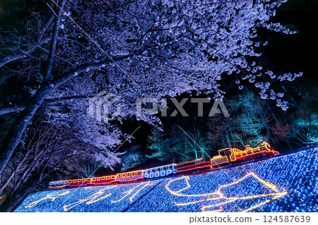 Cherry blossoms and locomotive illuminations at night - Izu, Shuzenji, Niji no Sato Cherry blossoms and locomotive illuminations at night - Izu, Shuzenji, Niji no Sato 124587639