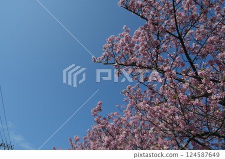 Kawatozakura Kawatozakura 124587649