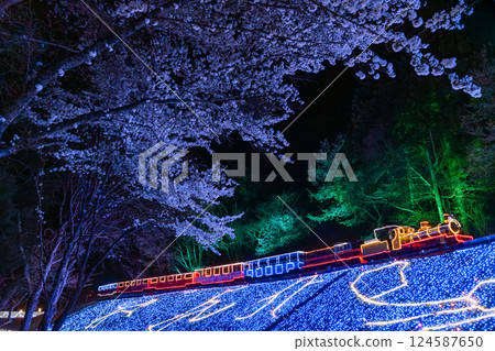 Cherry blossoms and locomotive illuminations at night - Izu, Shuzenji, Niji no Sato Cherry blossoms and locomotive illuminations at night - Izu, Shuzenji, Niji no Sato 124587650