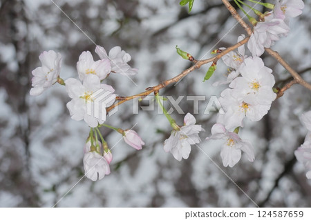 Cherry tree in full bloom Cherry tree in full bloom 124587659