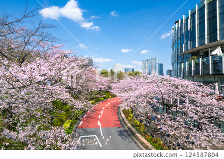 Tokyo Midtown: Cherry blossoms in full bloom 124587804