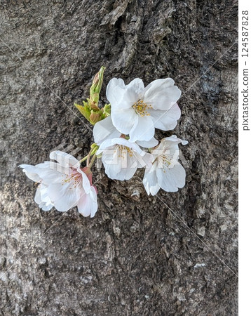 Cherry blossoms growing from a tree trunk 124587828