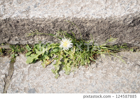 Dandelions growing from stone steps 124587885