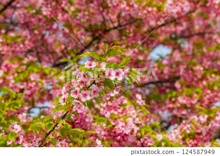 河津櫻花在藍天的襯托下盛開 124587949