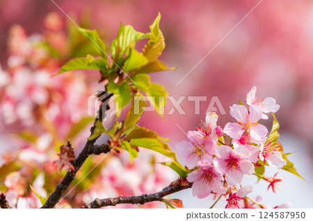 河津櫻花在藍天的襯托下盛開 124587950