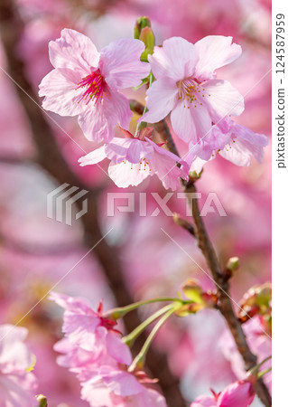 Cherry blossoms in full bloom that herald the arrival of spring Cherry blossoms in full bloom that herald the arrival of spring 124587959