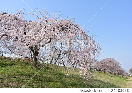 Weeping cherry tree and embankment 124588088