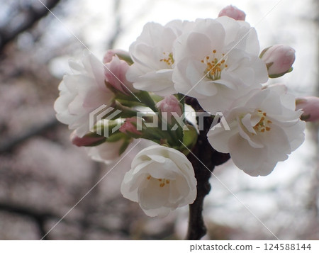 櫻花花 櫻花花 124588144