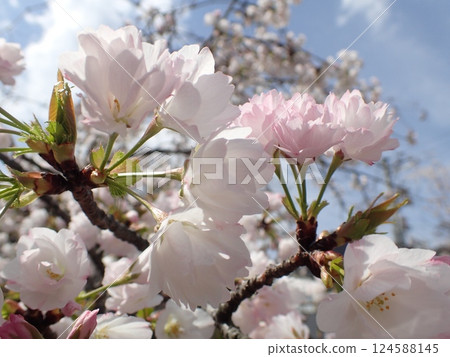 櫻花花 櫻花花 124588145